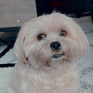 Meet your Posher, Annabelle